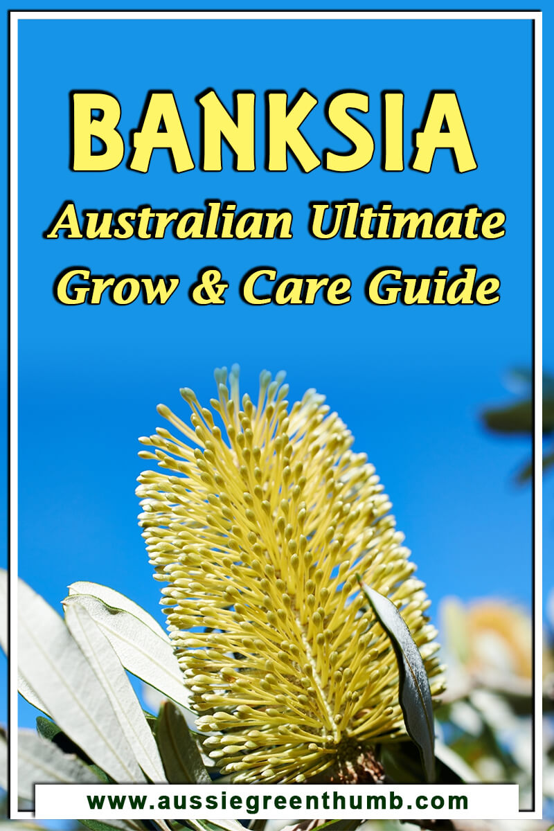 Banksia Australian Ultimate Grow and Care Guide