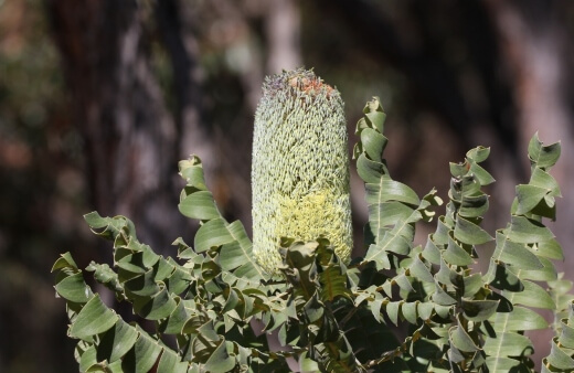 Banksia Grandis or bull banksia is a common species with large, yellow flower heads and huge, toothed foliage