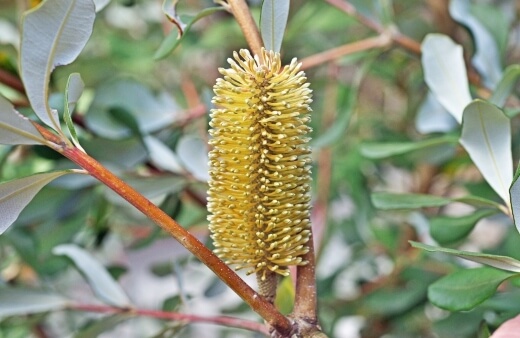 Banksia Integrifolia, also known as the coastal Banksia, this variety is most commonly found along the east coast of Australia