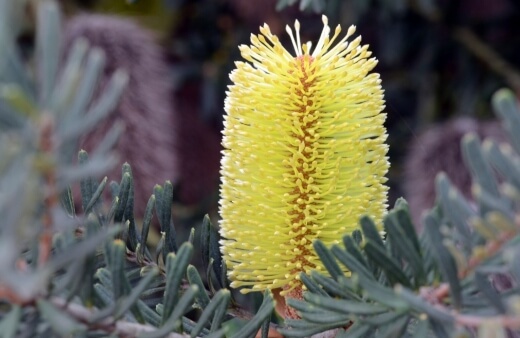 Banksia Marginata, also known as the silver banksia, this cultivar is most commonly found across south-eastern Australia