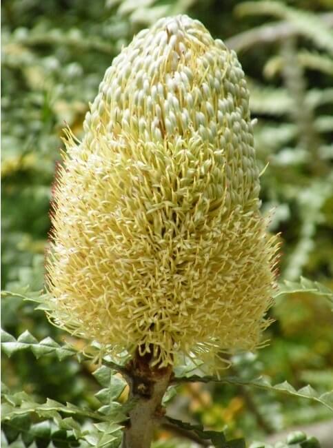 Banksia speciosa or showy Banksia