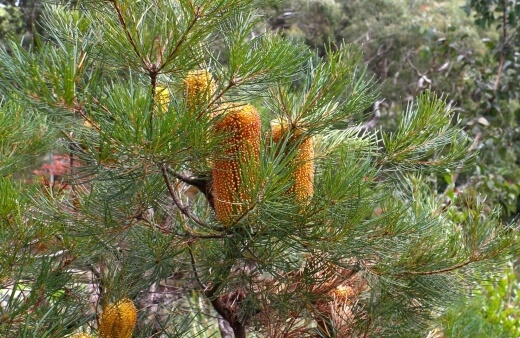 Banksia spinulosa or hairpin banksia, is a perfect option for first-time banksia growers