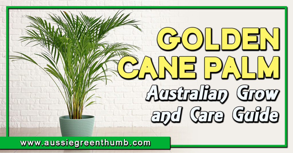 Golden Cane Palm Australian Grow and Care Guide