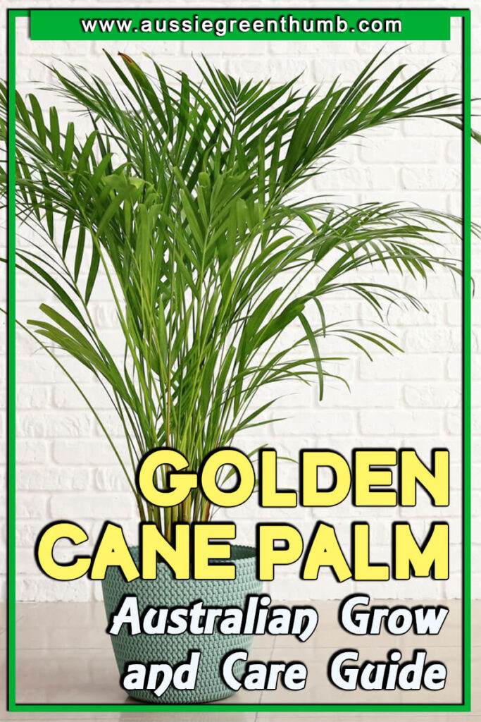 Golden Cane Palm Australian Grow and Care Guide AGT