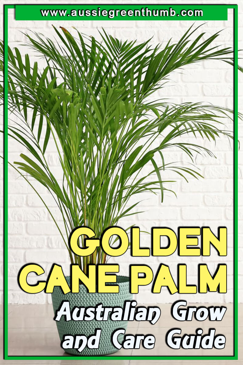 Golden Cane Palm Australian Grow and Care Guide