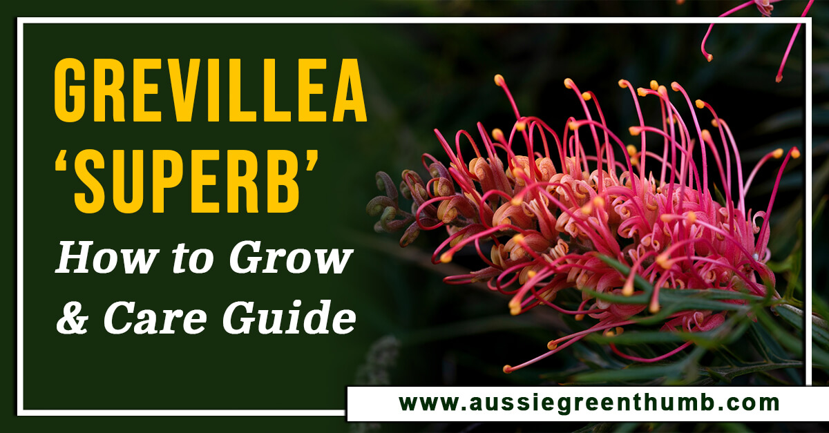 Grevillea ‘Superb’ – How to Grow and Care Guide