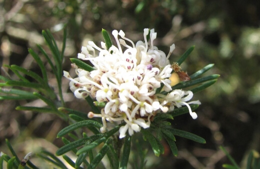 Grevillea Crithmifolia produces clusters of white flowers from winter to spring that have a beautiful scent