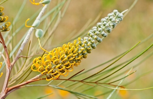 Grevillea Excelsior is a large shrub that can reach up to 3-4m in height, with green foliage and flame-orange flowers that bloom in winter through spring