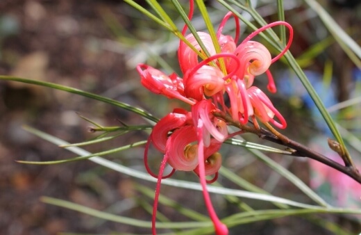 Grevillea Nudiflora is a hardy, low-growing ground cover