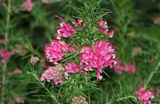Grevillea Rosmarinifolia is a smaller Grevillea that’s well-suited to growing in patio containers and pots