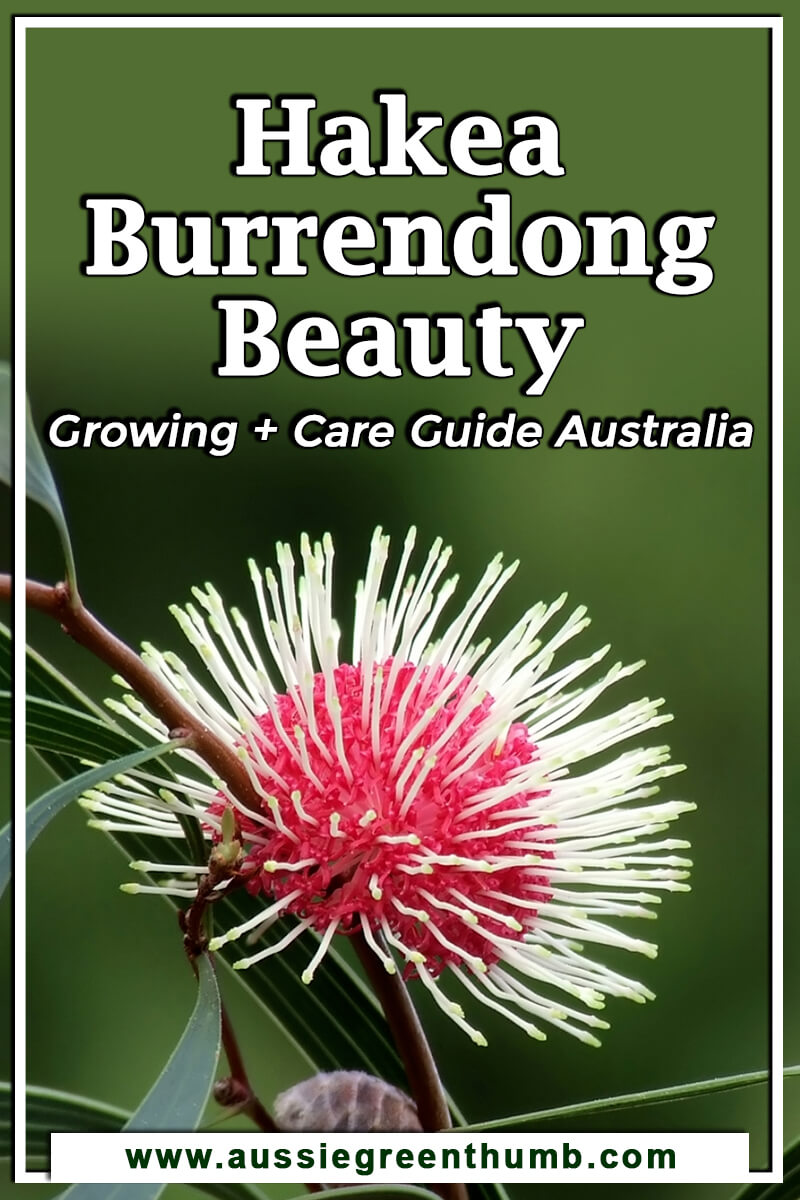Hakea Burrendong Beauty Growing + Care Guide Australia