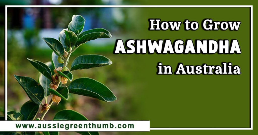 How to Grow Ashwagandha in Australia