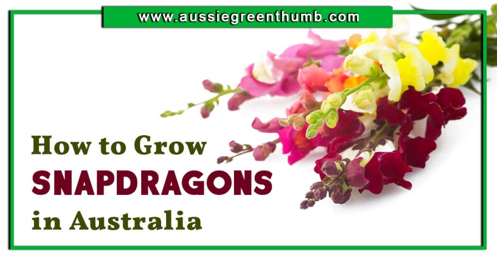 How to Grow Snapdragons in Australia