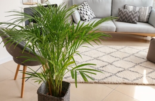 How to Propagate Golden Cane Palm