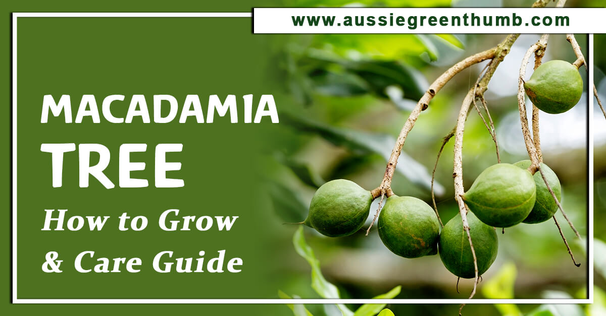 Macadamia Tree – How to Grow and Care Guide