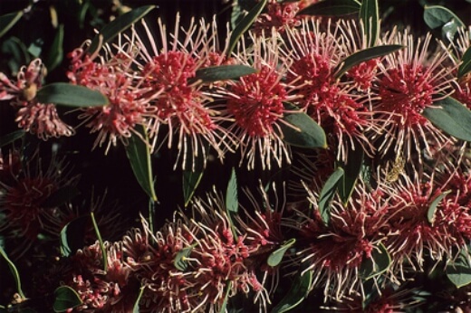One of the most curious cultivars of the hakea species is the hakea Burrendong beauty