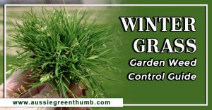 Winter Grass Garden Weed Control Guide