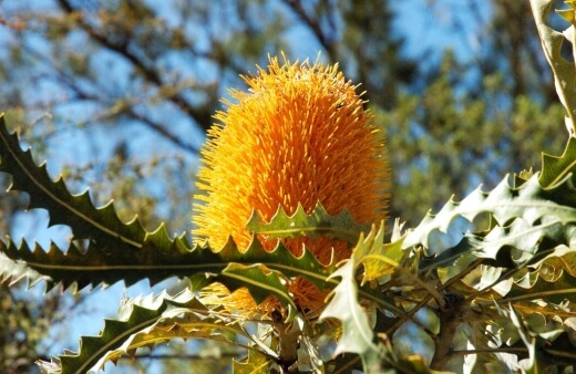 how to grow banksia