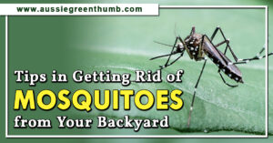 Tips in Getting Rid of Mosquitoes from Your Backyard