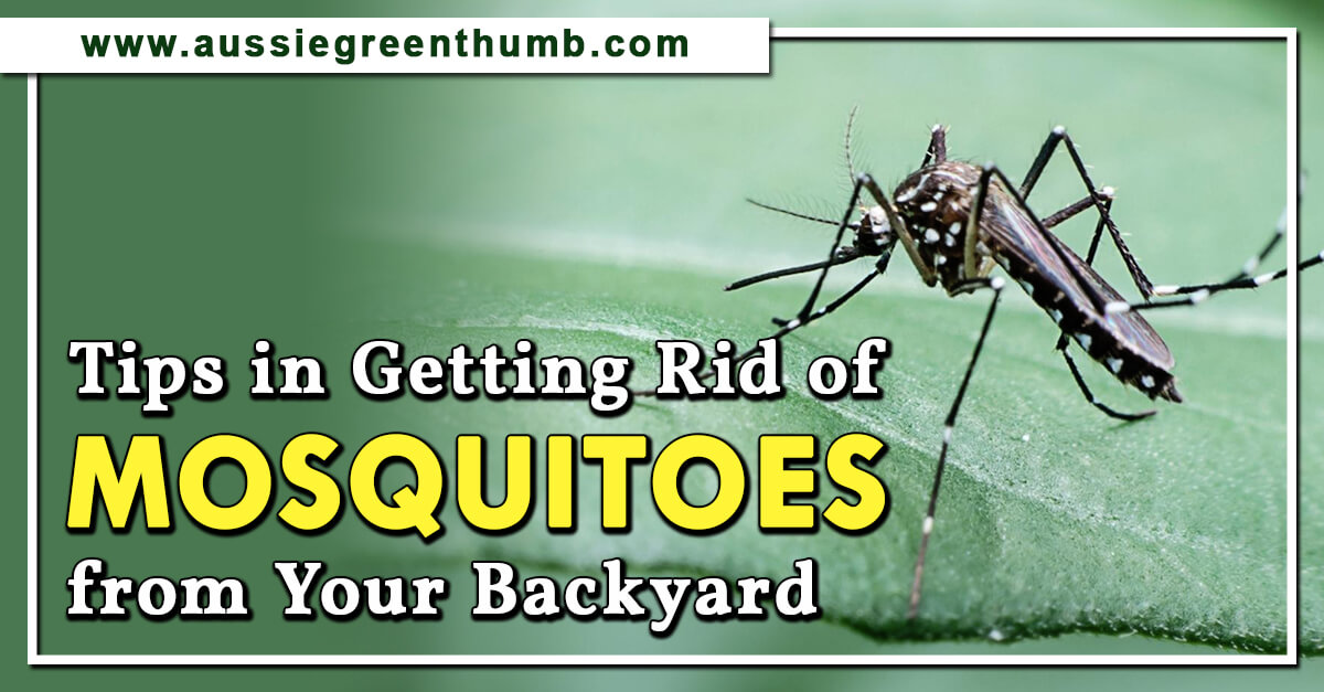 How to Get Rid of Mosquitoes – Zappers and Traps for 2024