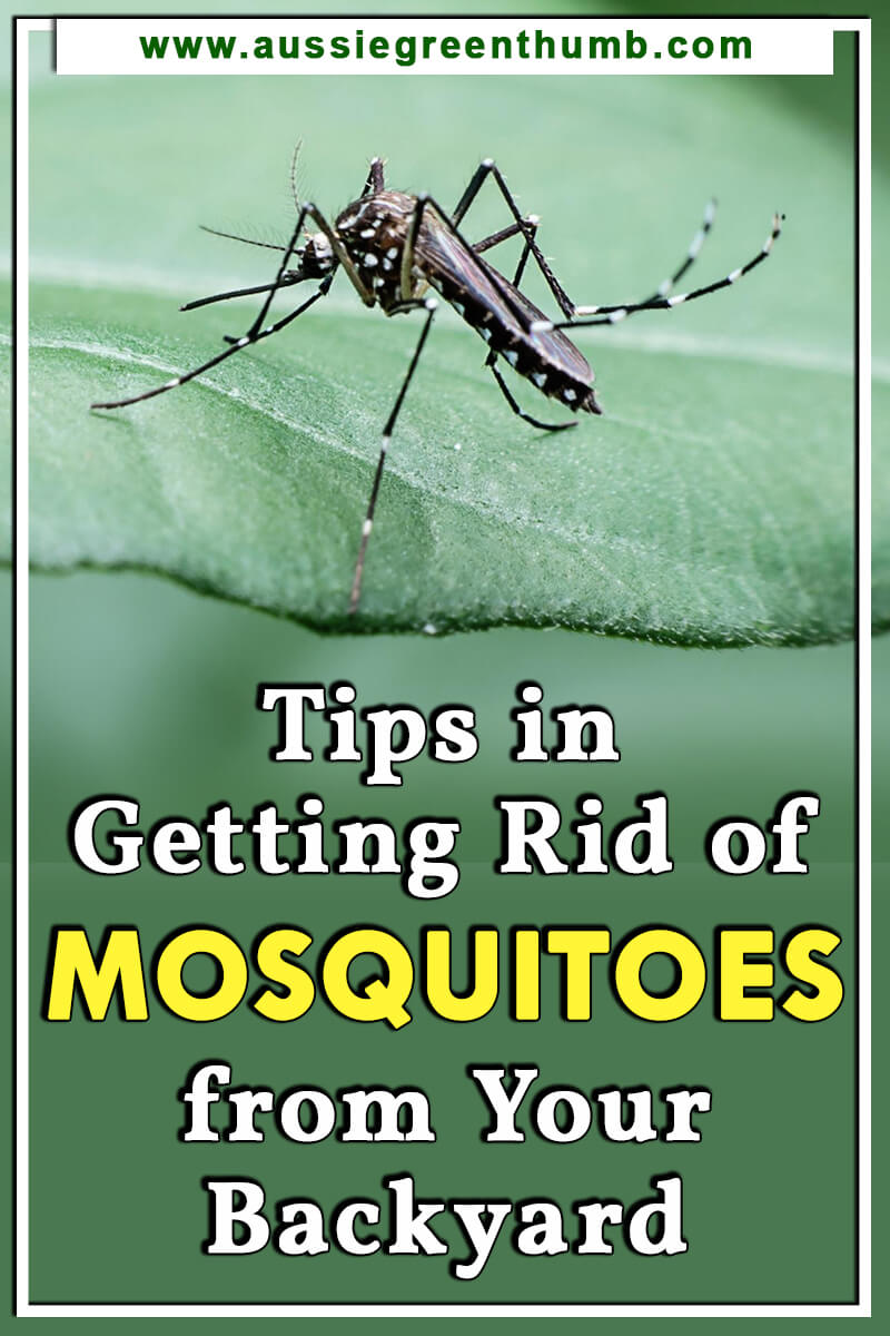 Tips in Getting Rid of Mosquitoes from Your Backyard