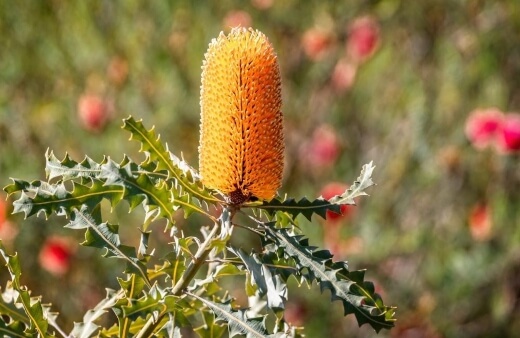 Banksia Ashbyi Care Guide