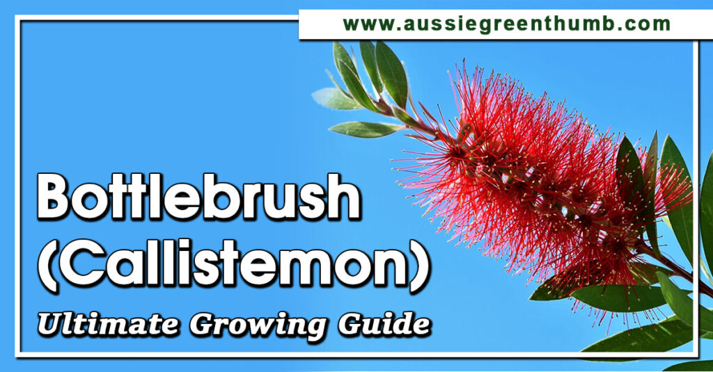 Bottlebrush (Callistemon) Ultimate Growing Guide