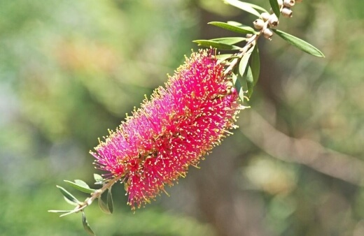 Callistemon Brachyandrus, also named the prickly bottlebrush, grows curious yellow antlers that protrude out of the red flower