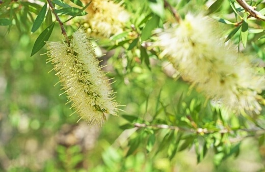 Callistemon Formosus also known as the formosus or Kingaroy bottlebrush is a fabulous, weeping variety with wonderful lemon coloured blooms