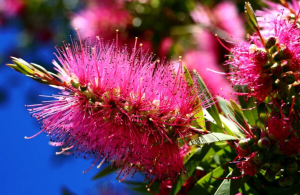 Callistemon Phoeniceus is a bright and beautiful variety of the bottlebrush species