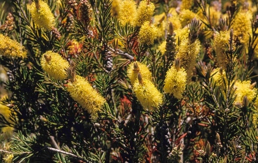 Callistemon Pityoides is another yellow-bloomer with a very hardy growth habit