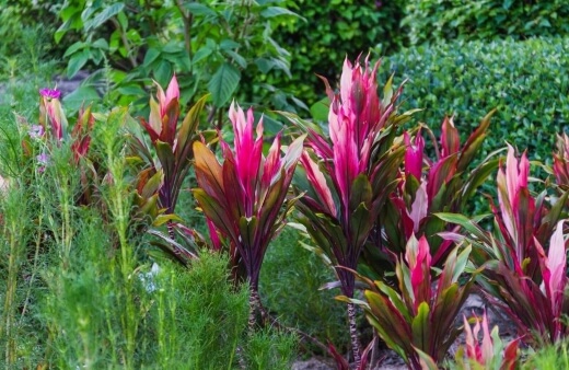 Caring for Cordyline Plants