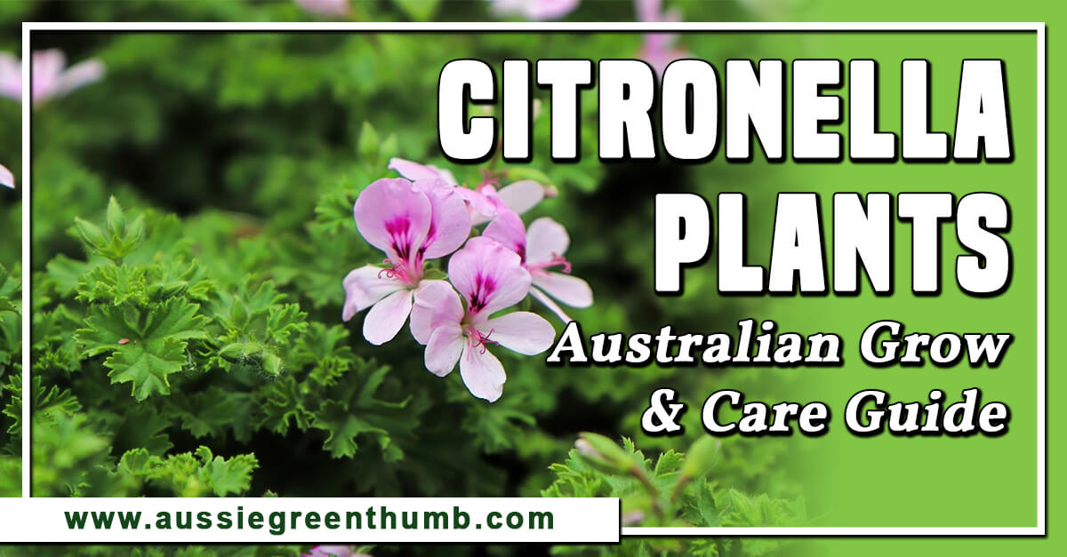 Citronella Plants Australian Grow and Care Guide : AGT