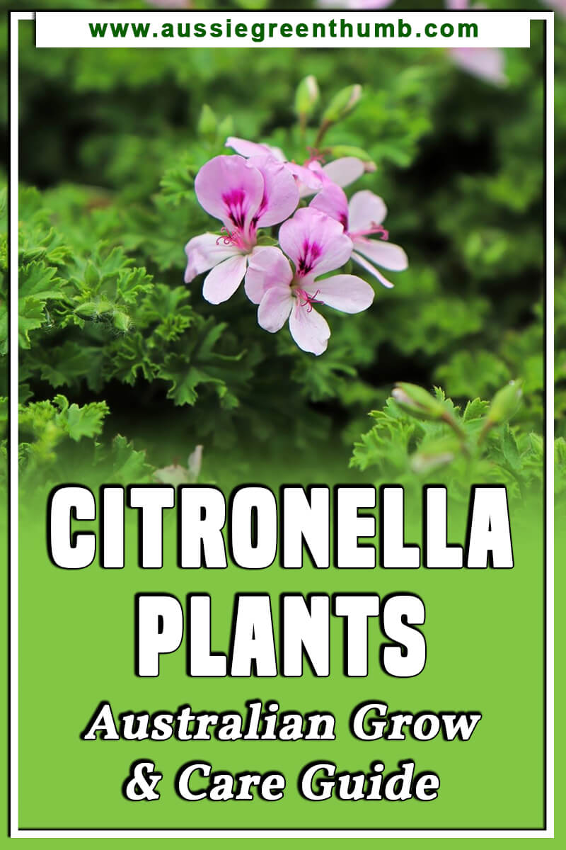 Citronella Plants Australian Grow and Care Guide