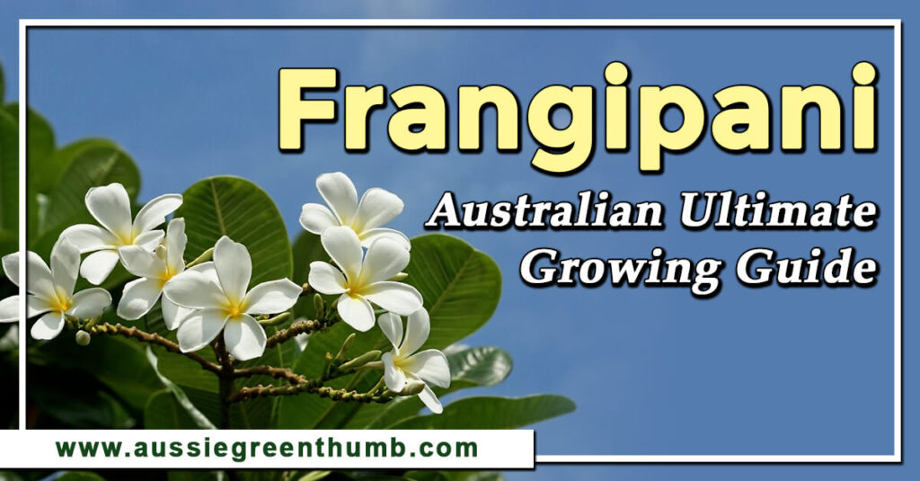 Frangipani Australian Ultimate Growing Guide