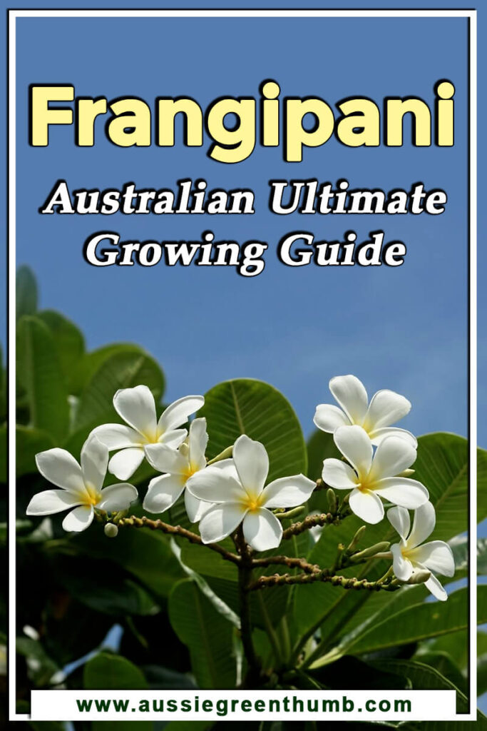 Frangipani Australian Ultimate Growing Guide AGT