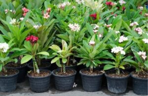 Frangipani Australian Ultimate Growing Guide : AGT