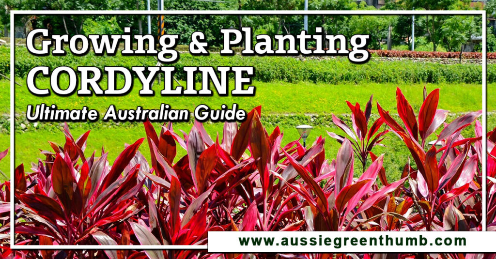 Growing and Planting Cordyline Ultimate Australian Guide