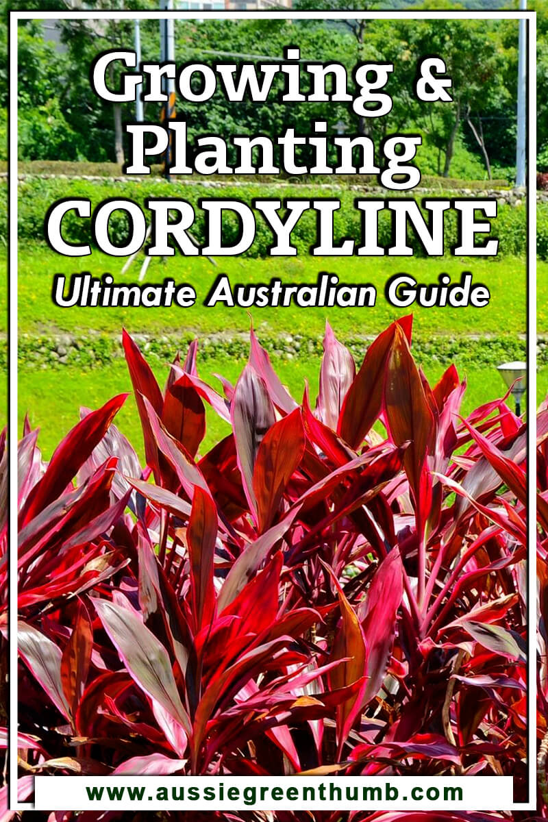 Growing and Planting Cordyline Ultimate Australian Guide