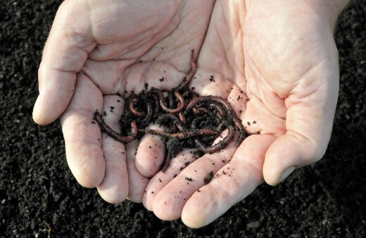 How to Curb a Worm Infestation