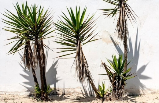 How to Grow Yucca Plants