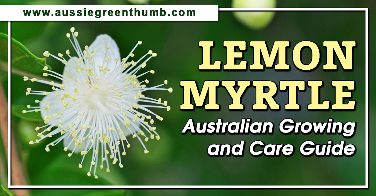 Lemon Myrtle Australian Growing And Care Guide AGT lemon-myrtle-australian-growing-and-care-guide-agt
