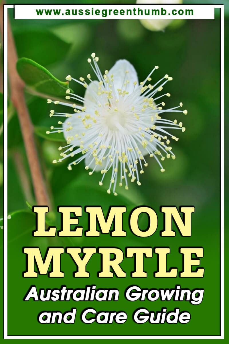 Lemon Myrtle Australian Growing and Care Guide