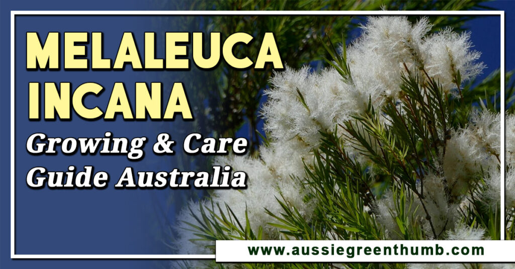 Melaleuca Incana Growing and Care Guide Australia