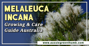Melaleuca Incana Growing and Care Guide Australia