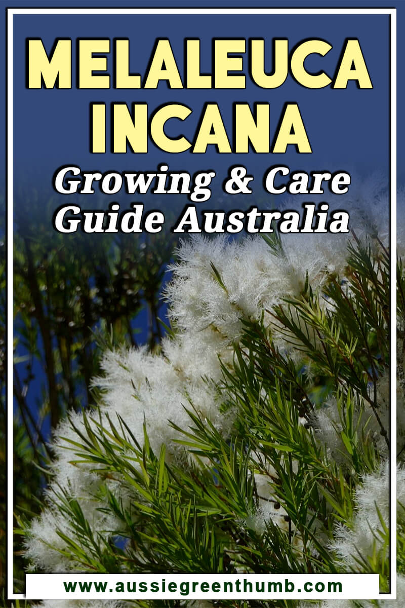 Melaleuca Incana Growing and Care Guide Australia