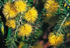 Melaleuca Incana is a smaller growing evergreen, weeping shrub with yellowwhite flowers and dense blue-tinged foliage
