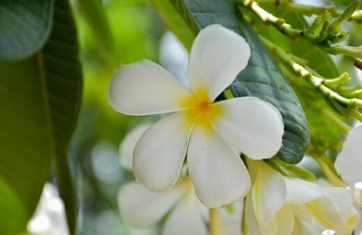 Plumeria rubra ‘Diva’ is the most popular variety, producing thick white petals with a yellow centre