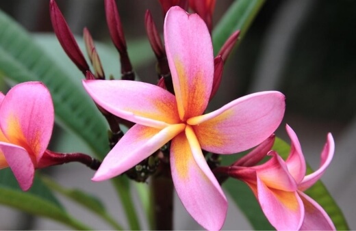 Plumeria rubra ‘Gabrielle’ produces softer, broad blooms with a yellow centre and pink-tinged tips