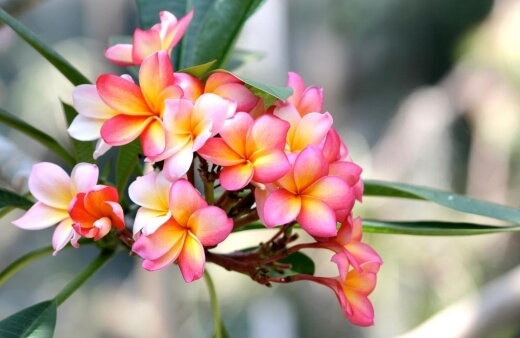 Plumeria rubra ‘Vera Cruz Rose’ emulate the fragrance of red roses